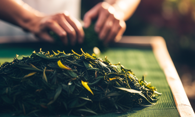 An image showcasing the step-by-step process of drying out tea leaves Oolong: a tea farmer gently plucking fresh leaves, carefully spreading them on bamboo trays under the sun, and finally, storing the perfectly dried leaves in a jar