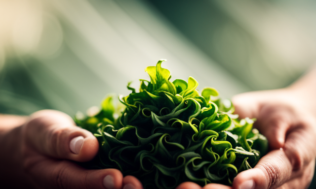 An image showcasing the intricate process of hand-rolling Oolong tea leaves, capturing the delicate leaves unfurling in hot water, revealing their vibrant green color and releasing fragrant wisps of steam