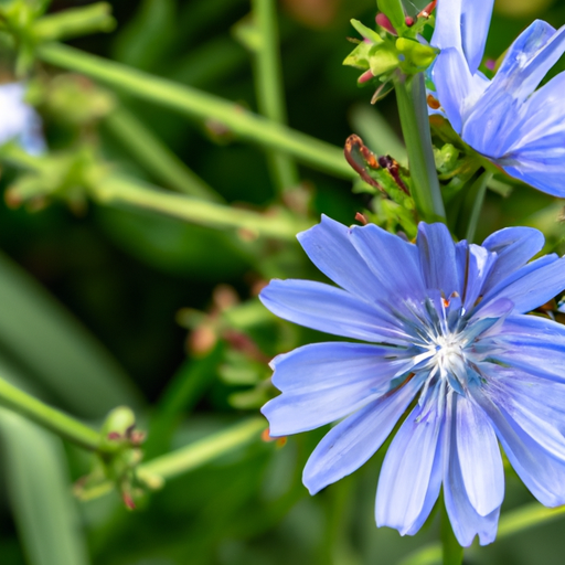 An image showcasing a close-up of a chicory plant's vibrant blue flowers, surrounded by its intricate foliage