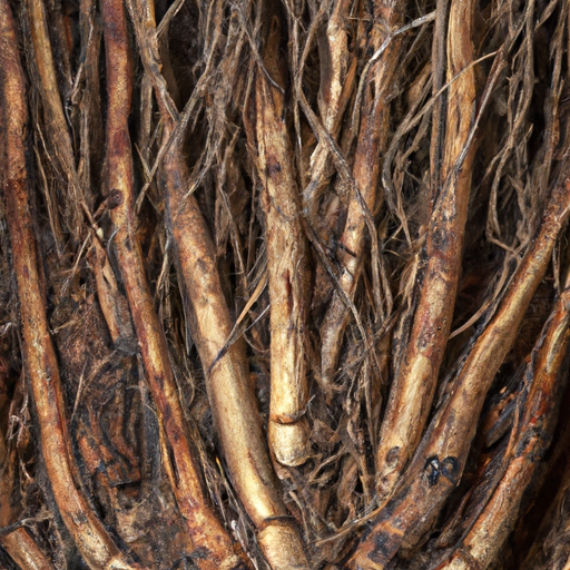 An image showcasing a close-up view of a chicory plant's underground root system, highlighting the intricate network of fibrous inulin-rich roots