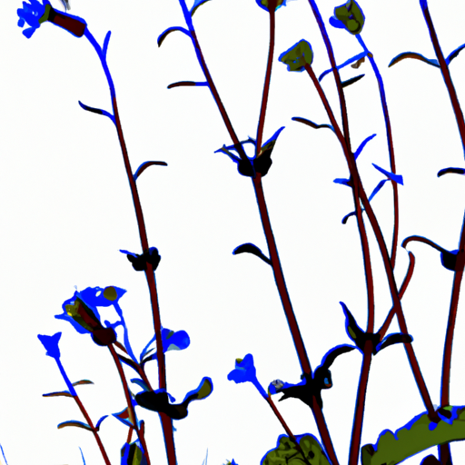 An image of a vibrant, earthy-hued chicory plant with its intricate, spiky leaves unfurling towards the sky, showcasing its delicate blue flowers and a gnarled, underground root system