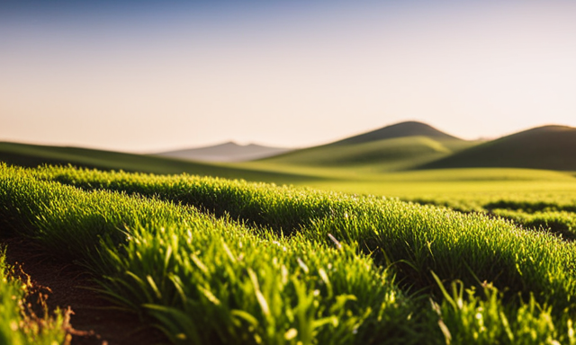 An image showcasing a serene scene of a lush green rooibos tea plantation, with rows of vibrant, healthy plants stretching towards the horizon, framed by a clear blue sky