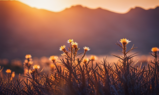 An image showcasing the vibrant landscape of the Cederberg mountain range, with a close-up of a rooibos plant thriving amidst the indigenous fynbos vegetation