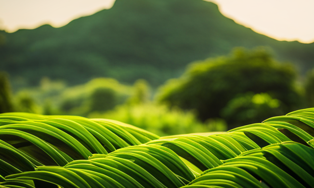 An image showcasing a vibrant, verdant landscape of lush, emerald green yerba mate leaves, gently swaying in a gentle breeze, nestled among the rich, fertile soil of the South American rainforest