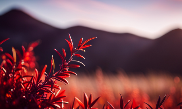 An image capturing the vibrant essence of a Rooibos plant, showcasing its needle-like leaves, delicate stems, and rich red hues