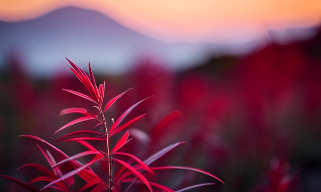 An image capturing the vibrant red leaves and slender stems of the Aspalathus linearis shrub, also known as the Rooibos plant