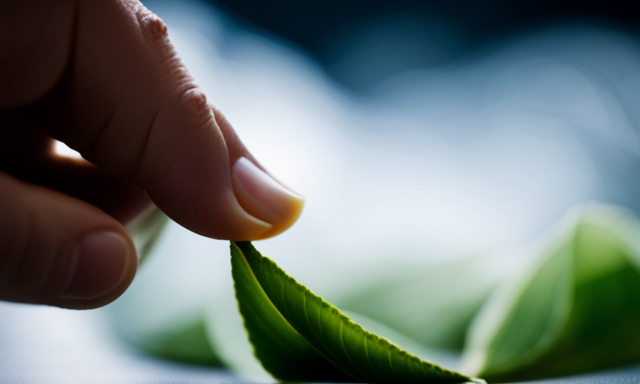 An image showcasing the intricate process of hand-rolling oolong tea leaves