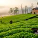 ancient tea production techniques