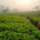 climate change affecting tea production