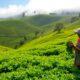 essential sri lanka tea experiences