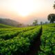 ethical sourcing transforms tea