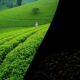 ethical tea practices matter