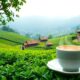 exploring global tea industry