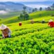 farmers of favorite tea