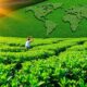 global tea consumption surge