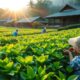 modern tea processing techniques