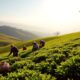 small farmers global tea impact