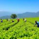 sustainable tea sourcing practices