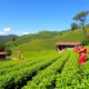 tea s economic and cultural significance