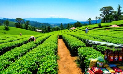 tea s economic impact worldwide