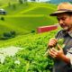 trade wars affecting tea industry