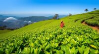 kenyan climate resilient tea cultivation