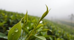 monsoon impacts assam tea