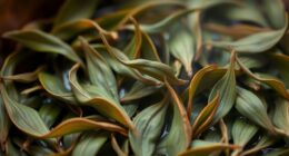 oolong oxidation experimental methods