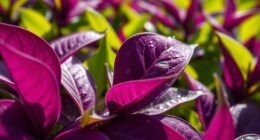 purple tea antioxidant benefits