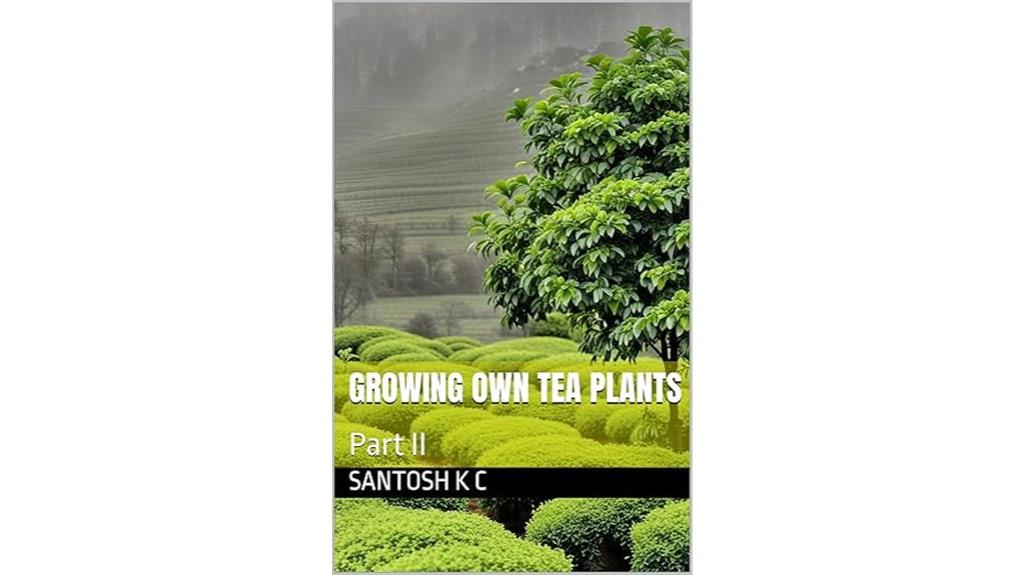 cultivating tea plants