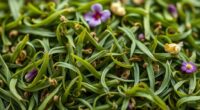 top organic green tea selections
