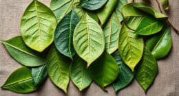 top tea leaf skin masks