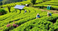 eco friendly chai sourcing