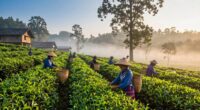 ethical and sustainable tea