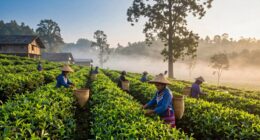 ethical and sustainable tea