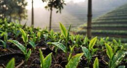 hidden histories of tea