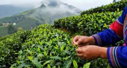 importance of tea harvesting