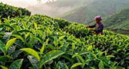 rich aromatic high quality tea