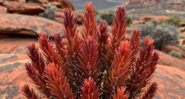 rooibos tea s true origin