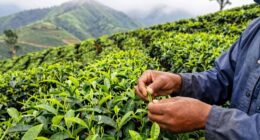 south american tea appreciation