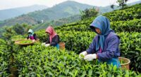 tea cultivation and harvesting