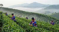tea harvesting impacts culture
