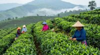 tea industry news significance