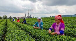 tea industry secrets revealed
