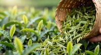untapped ethical tea benefits